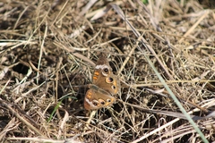 Junonia coenia coenia