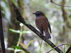 Catharus gracilirostris