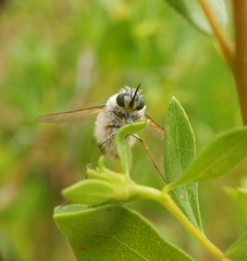 Bombyliinae