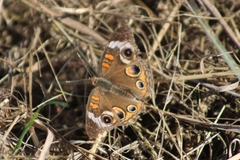 Junonia coenia coenia