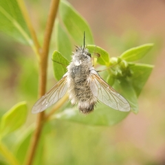 Bombyliinae