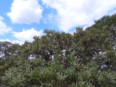 Banksia menziesii