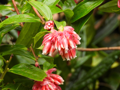 Cavendishia bracteata