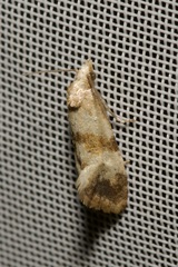 Phalonidia contractana