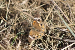 Junonia coenia coenia