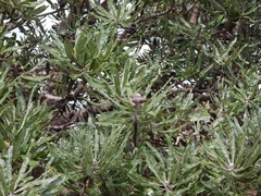 Banksia menziesii
