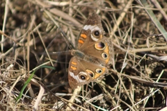 Junonia coenia coenia