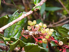 Cavendishia bracteata