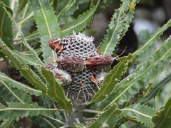Banksia menziesii