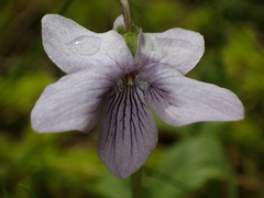 Viola palustris