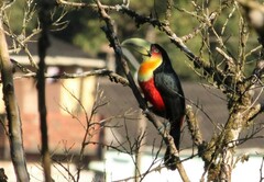 Ramphastos dicolorus