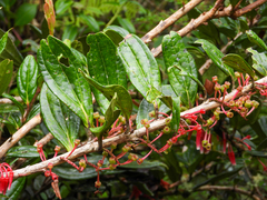 Cavendishia bracteata