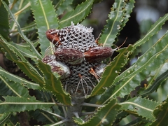 Banksia menziesii