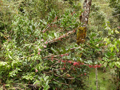 Cavendishia bracteata