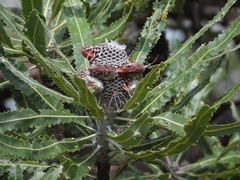 Banksia menziesii