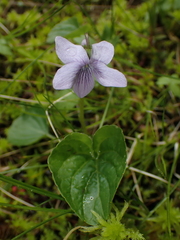 Viola palustris