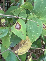 Parallelodiplosis subtruncata