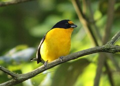 Euphonia violacea