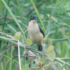 Donacobius atricapilla
