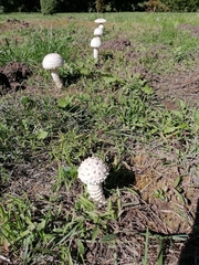 Saproamanita vittadinii