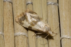 Phalonidia contractana