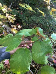 Viburnum lantanoides