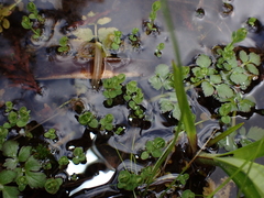 Hypericum anagalloides