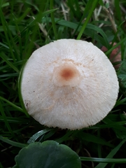 Lepiota oreadiformis