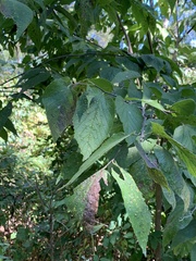 Pachypsylla celtidisvesicula