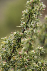 Cliffortia ruscifolia