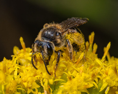 Andrena asteris