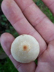 Lepiota oreadiformis