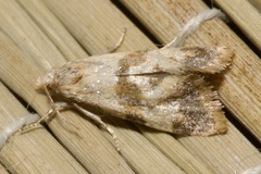 Phalonidia contractana