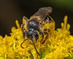 Andrena asteris
