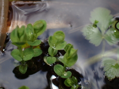 Hypericum anagalloides