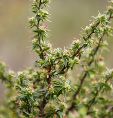 Cliffortia ruscifolia