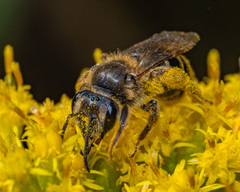 Andrena asteris