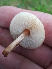 Lepiota oreadiformis
