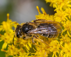 Andrena asteris