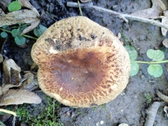 Paxillus rubicundulus