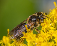 Andrena asteris
