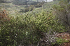 Cliffortia ruscifolia