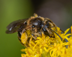 Andrena asteris