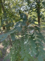 Amorpha fruticosa