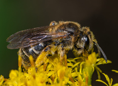 Andrena asteris