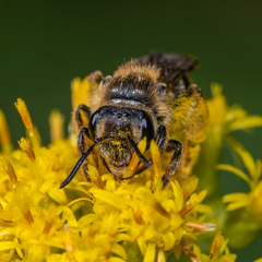 Andrena asteris