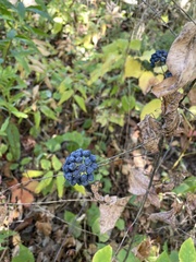 Smilax