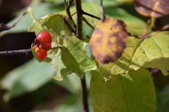 Lonicera hirsuta