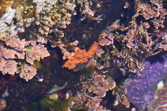 Botrylloides violaceus