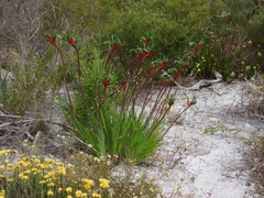 Anigozanthos manglesii